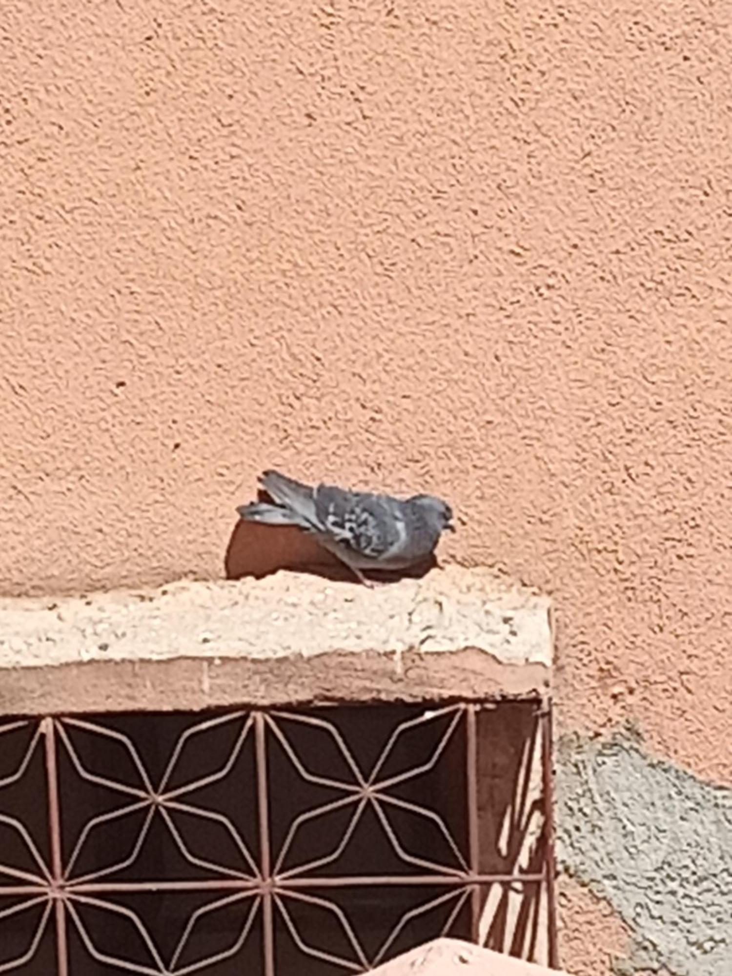 Guiliz Appartement Marrakesh Eksteriør billede